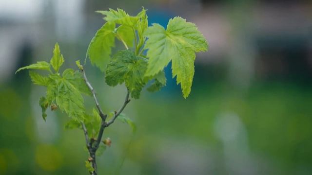 Helios 44 2. Sony nex 5. смотреть онлайн