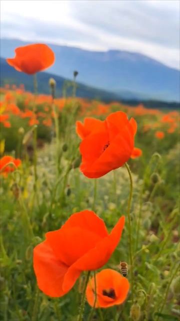 Магия красного. Рoppy fields #naturewalk #naturetheraphy #blossom #summer #travel #outdoors #hiking смотреть онлайн