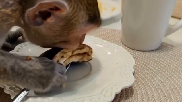 обезьяна.mp4