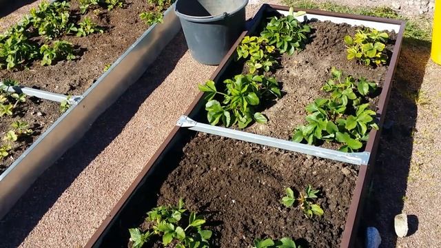 6 АРХИВ.Дача.24.05.20..посадочки.. смотреть онлайн