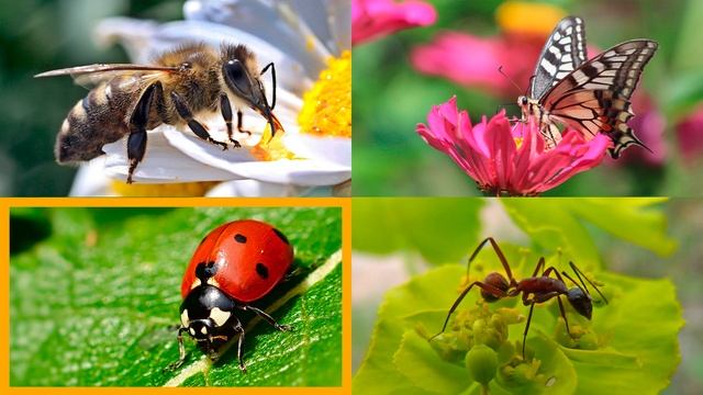 Викторина: логика для детей. Назови одним словом - транспорт, поезда, фрукты, животные смотреть онлайн