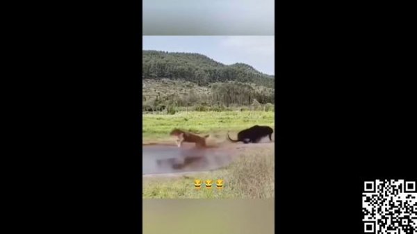 ПРИКОЛЬНОЕ ВИДЕО https://www.donationalerts.com/r/joker1000