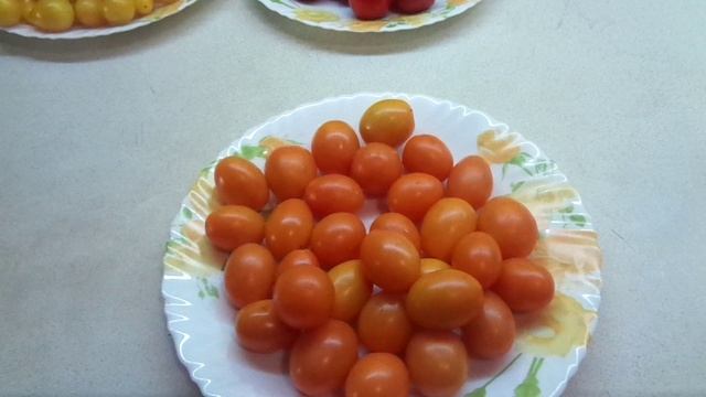 ТОМАТ ОРАНЖЕВЫЕ СЛИВКИ - КРАСИВЫЙ ВКУСНЫЙ И ПОЛЕЗНЫЙ! №81 в моем каталоге. Обзор сорта. смотреть онлайн