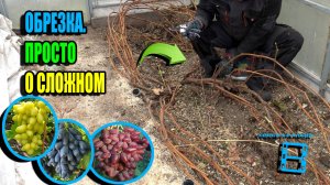 САМАЯ ПРОСТАЯ ОБРЕЗКА ВИНОГРАДА НА ЗИМУ + ВАЖНЫЕ НЮАНСЫ. СЕВЕРНЫЙ ВИНОГРАДНИК 25-38