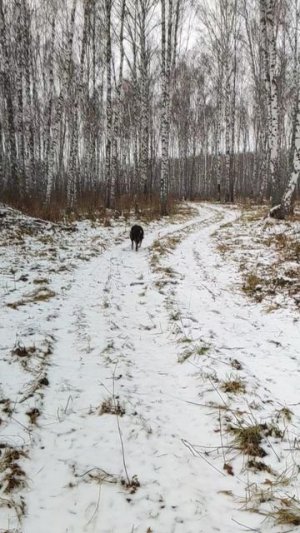 Канадский волк - гибрид. 8 ноября 2025