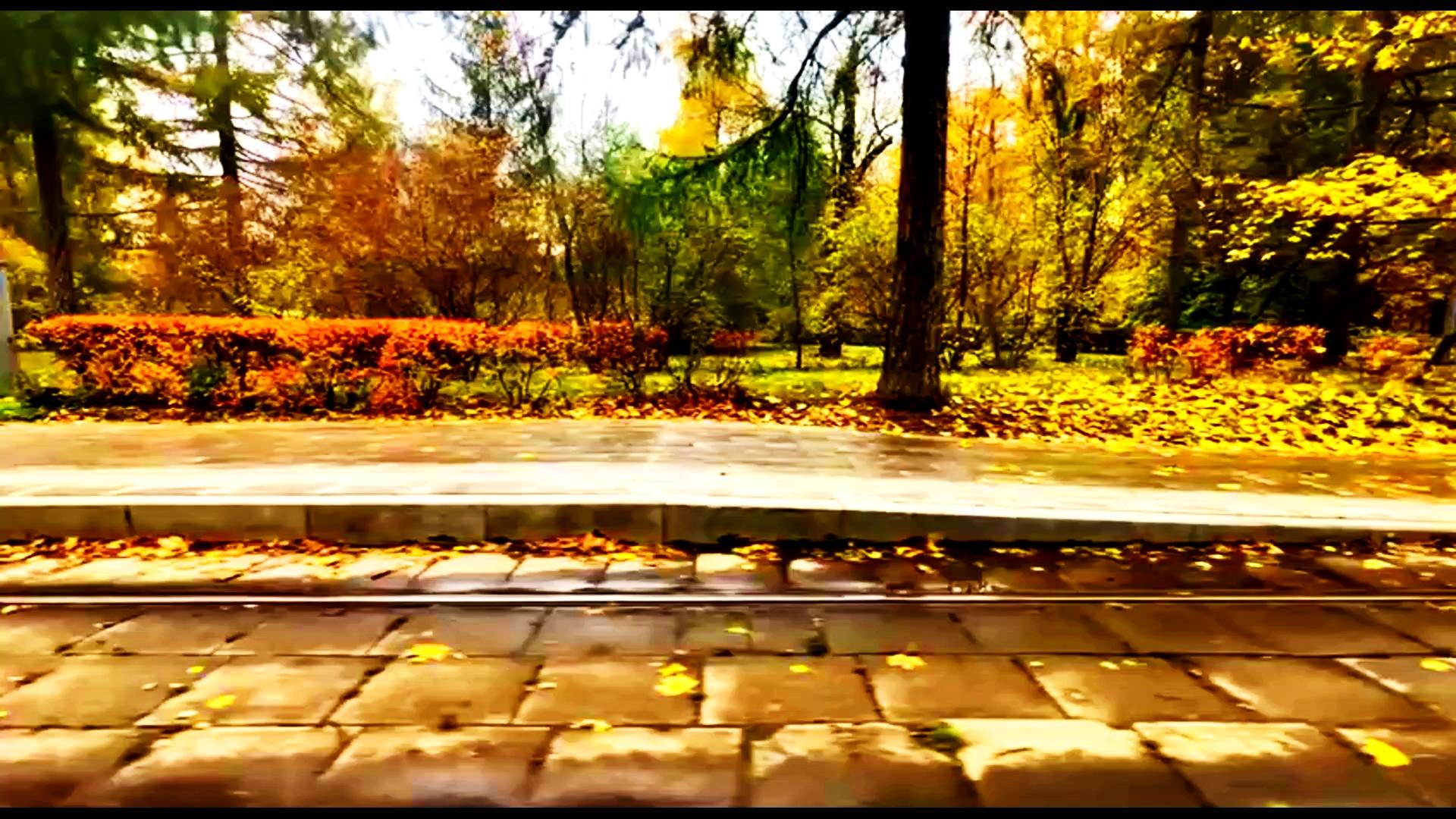 ЯРКИЕ КРАСКИ ОСЕНИ ИЗ ОКНА ТРАМВАЯ. МОСКВА 2025. смотреть онлайн