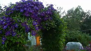 клематис  🌸🌸🌸🌿ответы на вопросы