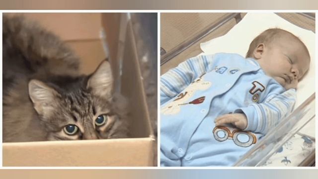 5 кошек- героев,которые спасли людей. смотреть онлайн