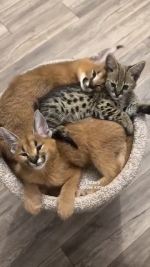 Просто милые большие котята 😍😘🥰😻☺️