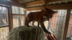 Лиса-Алиса. Лис Игнис умеет давать лапу