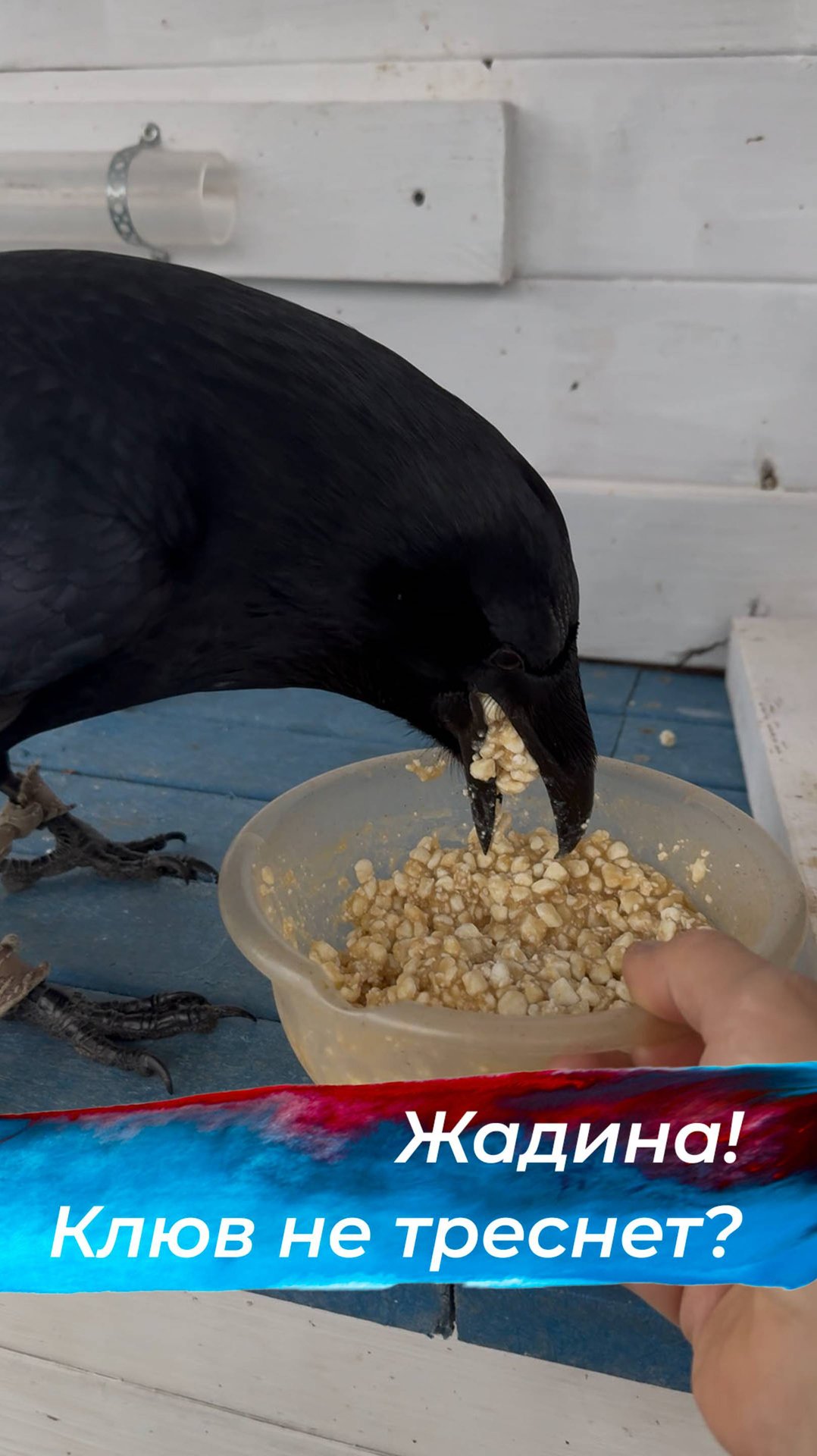 Еще и крехтит под нос смотреть онлайн