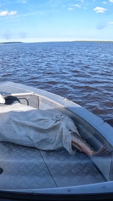 Маленький Хвостик торчит из Мешка!!! смотреть онлайн