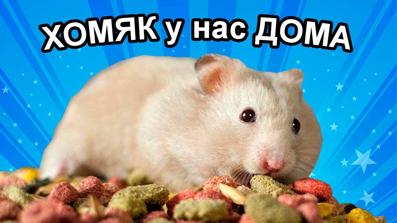 Как в нашем доме появился хомяк