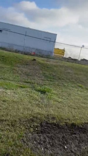 Птица перехватчик