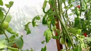 Все мои сорта Софии Сааковой