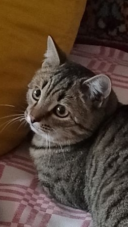 С понедельника, начнем!😻 Юмор с животными😁 смотреть онлайн