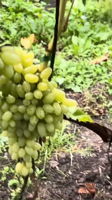 Саженцы винограда в ассортименте от Small Garden's