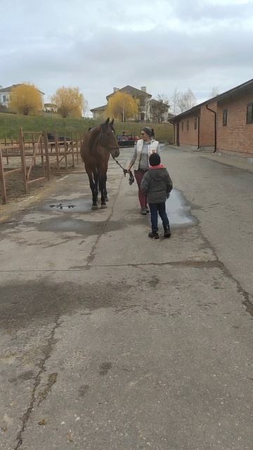 Конный клуб смотреть онлайн