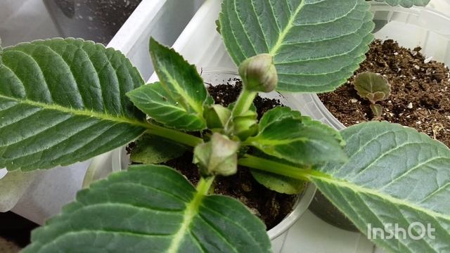 Мои глоксинии на 9 ноября 🙏🌱🤗ждем цветения #глоксиния #цветыдлядома #комнатныецветы смотреть онлайн