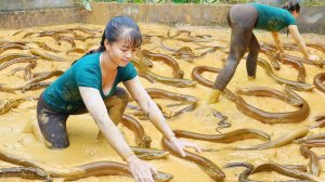 Ловлю вручную угрей в грязевом пруду, и продаю их на местном рынке. Жизнь во Вьетнаме