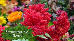 Ботанический сад. Ноябрь (2025)