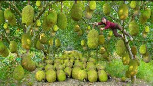 Собираю много джекфрутов, и везу их на грузовичке на сельский рынок для продажи. Жизнь во Вьетнаме