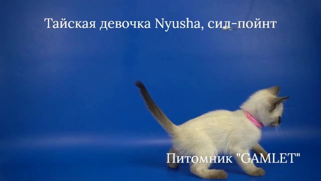 Тайская девочка Nyusha Gamlet, окрас сил-пойнт 1,5 месяца - ищет хозяев! смотреть онлайн