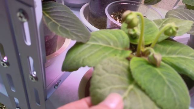 Какие лампы я использую для подсветки моих глоксиний? 🤔
Вот такие 😊 #глоксиния #лампы #подсветка смотреть онлайн