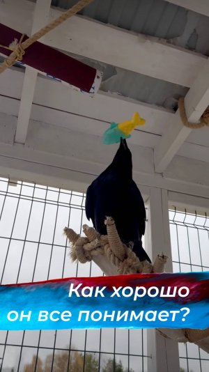 Интонацию он тоже понимает!