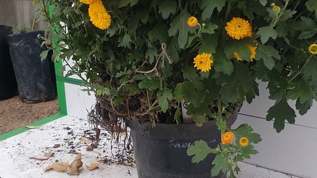Мультифлора Бранхало