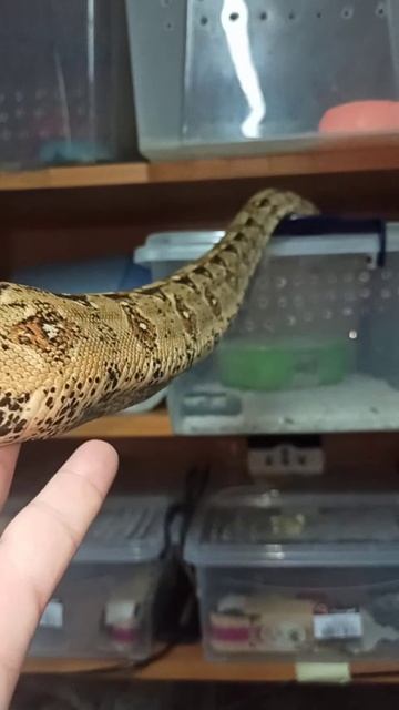 Удав Мигелла. 6 ноября 2025 г. смотреть онлайн