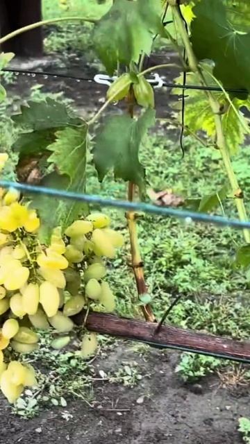 Саженцы винограда в ассортименте от Small Garden's