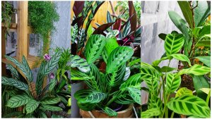 Калатея, Маранта, Строманта. Обзор. Уход за марантовыми в домашних условиях.