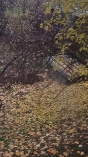 Просто туманное утро. 9 ноября 2025 г. смотреть онлайн