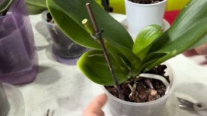 Обработка орхидей реанимашек. Минус еще одна