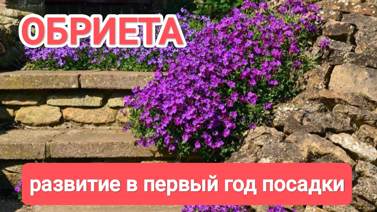 ОБРИЕТА // РАЗВИТИЕ В ПЕРВЫЙ ГОД ПОСАДКИ смотреть онлайн