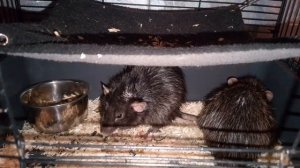 Крысы попугаи и ещё...