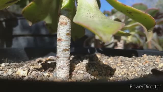 12. О чем говорит стебель эониума