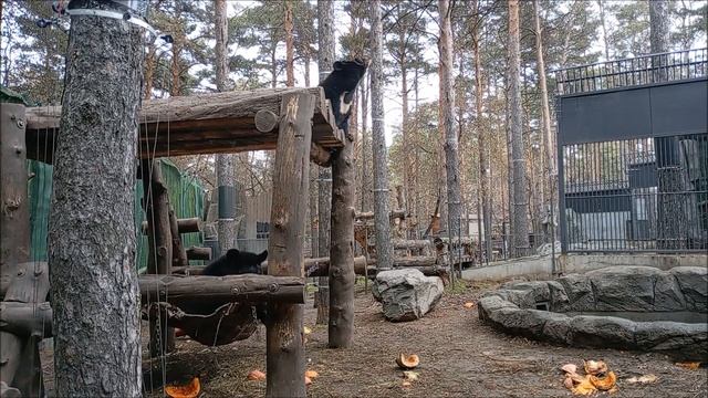 Уссурийские медвежата лениво поиграли, покушали тыкву и ушли в берлогу 05.11.2025 смотреть онлайн