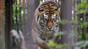 Россия передаст Казахстану амурских тигров для восстановления экосистемы