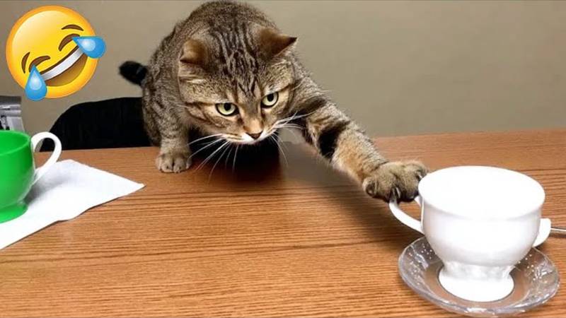 Смешные моменты с животными 😹🐕 смотреть онлайн