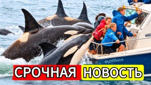 Ученые ТОЛЬКО ЧТО РАЗГАДАЛИ Загадку, ПОЧЕМУ Косатки АТАКУЮТ Лодки