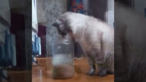 эдит с моим котиком