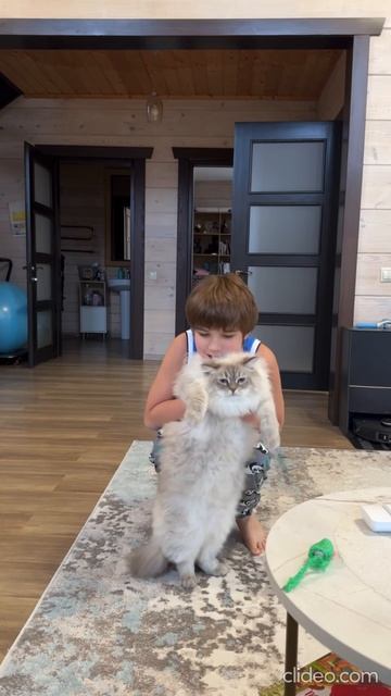 Кот танцует 🤩😎 не ожидали что он такой пластичный смотреть онлайн