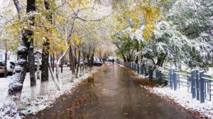 И выпал снег. На фоне жёлтых листьев - стихи Виктора Левашова, Ярославль.