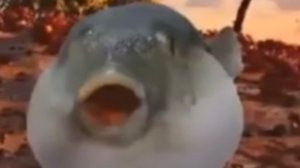 Рыбы 🐡 фугу 🦀 крабы