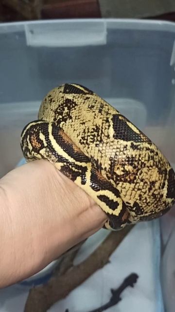 Удав Буринг. 6 ноября 2025 г. смотреть онлайн