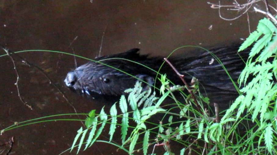 Бобры. Съёмки бобровой семьи в сумерки. Драка бобров (в конце видео) смотреть онлайн