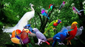 28 самых ярких и красивых птиц Земли