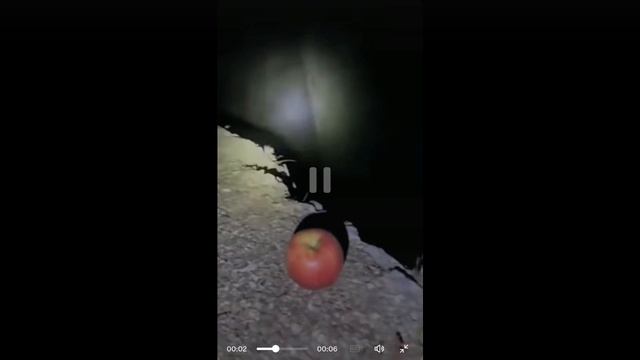 Еше кото гусеницы смотреть онлайн